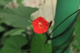 Image result for Ipomoea hederifolia