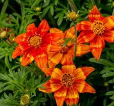 Image result for foto Dvouzubec