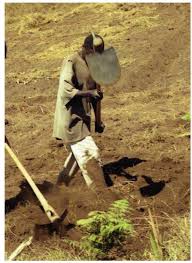 Image result for Pycnostachys ruandensis