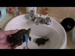 How To Clean A Turtles Shell - Youtube