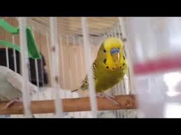 Youtube Muhabbet Kuslari Kusu