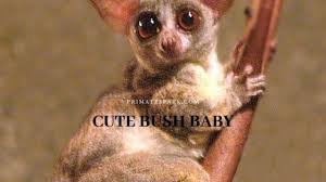 Alibaba.com offers 806 bush baby toys products. Cute Bush Baby Or Galago Profile And Facts Primates Park