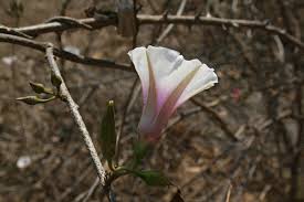 Image result for Ipomoea shirambensis