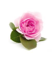 Your online source of quality wholesale artificial flowers and interior decor accessories in nz. Buy Now Rose Damscena Absolute Essential Oil Nz Wholesale Supplier New Zealand Candle Supplies