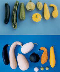 I buy bird's eye normandy blend: Top Immature Fruits 2 5 Days Past Anthesis Of Eight Of The Download Scientific Diagram