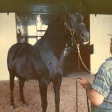 Hail To Reason Huge Success At Breeding Siring Halo Roberto Stop The Music Hail To All Thoroughbred Horse Racing Thoroughbred Horse Thoroughbred Racehorse