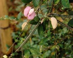 Image result for Centrosema pubescens