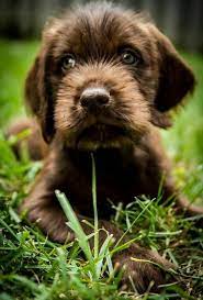 51 Pudelpointer Ideas Hunting Dogs Dogs Puppies