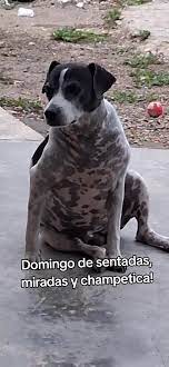 En pause #manchas0714 #paratiiiiiiiiiiiiiiiiiiiiiiiiiiiiiii #parati | TikTok