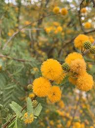 Image result for Acacia farnesiana