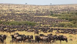 Tanzania Safari Serengeti National Park ...