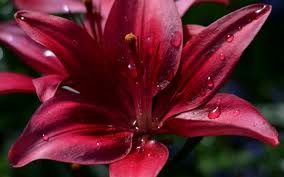 See more ideas about wallpaper, lily, iphone wallpaper. Ruby Red Lily Phone Wallpapers