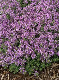 Image result for Thesium cymosum