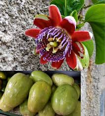 Image result for Passiflora quadrangularis