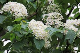 Image result for Vernicia