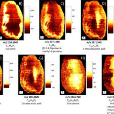 Image result for Voacanga chalotiana