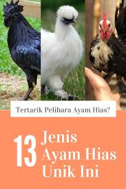 Tertarik Pelihara Ayam Hias Yuk Tengok 13 Jenis Ayam Hias Unik Ini Hiasan Perhiasan Unik Ayam Kapas