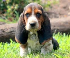 Do they make good family dogs? Basset Hound Puppies For Sale Puppy Adoption Keystone Puppies