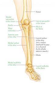 Bone of pelvis pics 12 photos of the bone of pelvis pics , bone. Leg Bone Anatomy Diagram Diagram Of Human Leg Human Anatomy Diagram