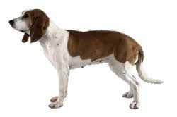 By name, this breed has only been around since the early 20th century, but these hounds have been around for a very long time. Schwyzer Laufhund Worldly Dogs