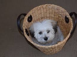 Why buy a maltese puppy for sale if you can adopt and save a life? How Much Will A Maltese Puppy Cost Definitive Answer