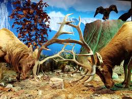 The museum was established in 1909 by the houston museum and scientific society. Houston Museum Of Natural Science Houston