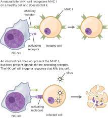 Nk Cells And Phagocytosis Microbiology Health And Disease
