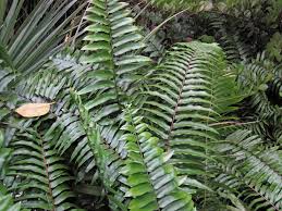 Image result for Acrostichum