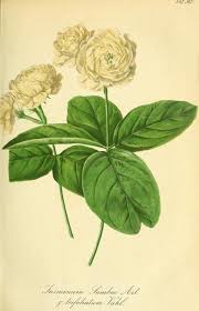 Gartenflora Zeitschrift Fur Garten Und Blumenkunde Volume Bd 11 1862 Blumen Flora Botanik