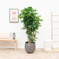 Image result for Radermachera