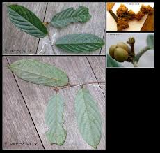 Image result for Cleistanthus