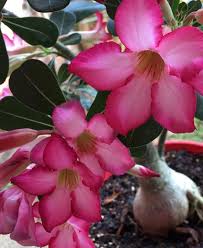 May 22, 2020 · these flowers may come in pink, red or white colors. What Is The Name Of This Pink Flower Wirh Spatulate Shape Leaves And Bulb Root Gardening Landscaping Stack Exchange