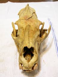 1931 dog skull 3d models. Things To Make And Do Part 9b The Right To Arm Bears Sauropod Vertebra Picture Of The Week