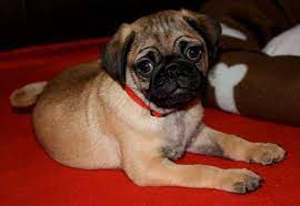 200 Silver Apricot Pug Puppies Ideas Pug Puppies Puppies Pugs
