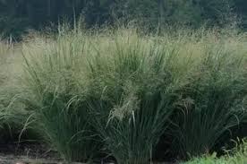 Image result for Panicum fluviicola