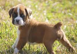 Below is a sample search of our boxer breeders with puppies for sale. Boxer General Breed Profile Boxer Breeders And Information