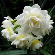 180 4226 Dew Covered Jonquil Flowers For Everyone Smelling Flowers Pretty Flowers