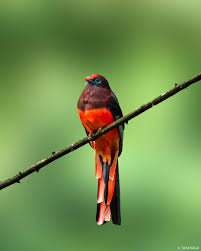 Image for Ward's Trogon in Northeast India: A Birder's Field Guide 