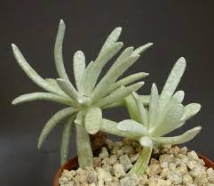 Image result for Caputia