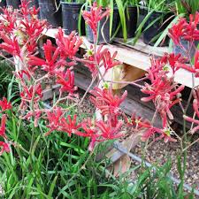 Image result for Anigozanthos