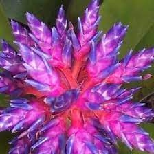 This plant produces an electric inflorescence of hot pink and bright blue. Aechmea Blue Tango Bromeliad Blue Tango In Gardentags Plant Encyclopedia