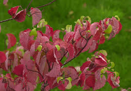 Image result for Cornus