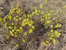 Image result for Gnidia mollis