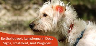 Most of the dogs will have a diagnosis from the lymph nodes that have enlarged. Dog Skin Cancer Types Signs And Treatments