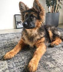 Gsd Puppy Dex Gsd Puppies Dogs Shepherd Puppies