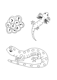 Plant life cycle coloring page. Butterfly Life Cycle Coloring Pages For Kids Coloring Home