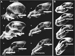 Skull belonging to an unknown american bird species, possibly cow bird. The Genetics Of Canine Skull Shape Variation Genetics