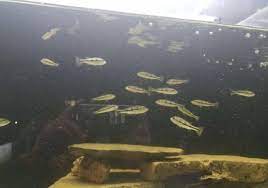 Baby Blue Azul P Bass Care Monsterfishkeepers Com