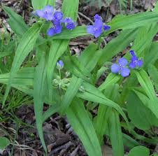 Image result for Tradescantia