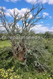 Image result for Sesamothamnus lugardii